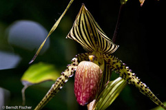 Orchidee Paphiopedilum rothschildianum - Zum Vergroessern klicken!